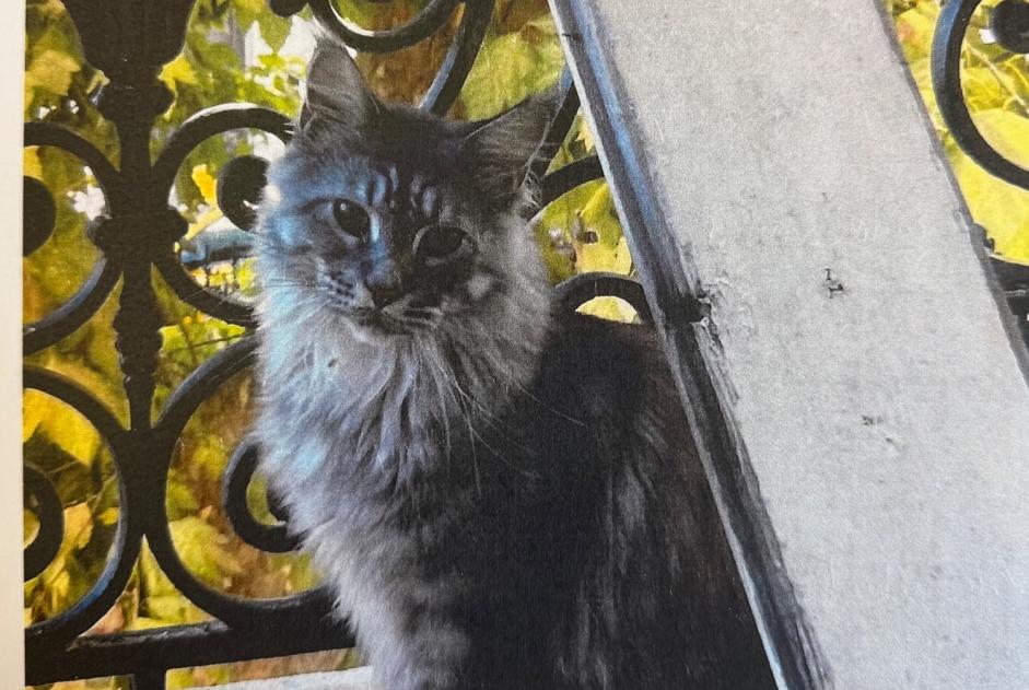 Vermisstmeldung Katze  Männliche , 3 jahre Montpellier Frankreich