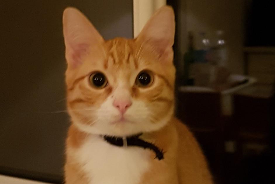 Disappearance alert Cat  Male , 5 years Cers France