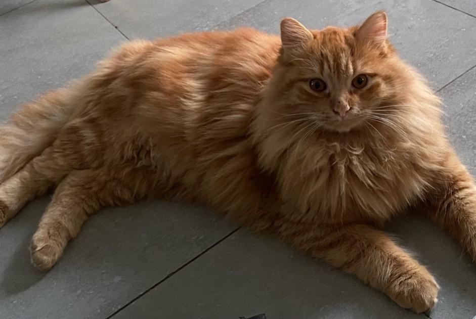 Disappearance alert Cat miscegenation  Male , 4 years Saussan France
