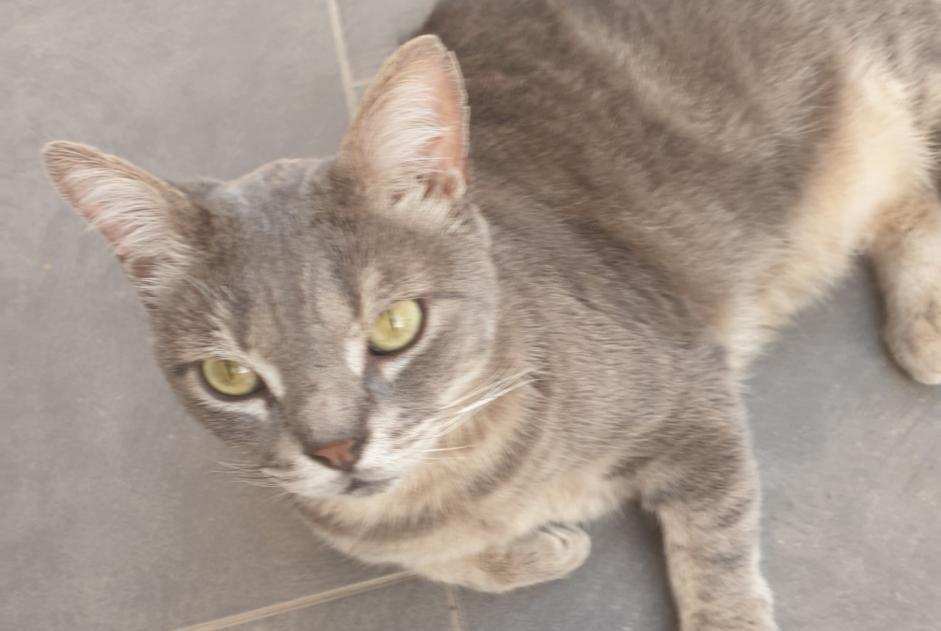 Disappearance alert Cat Male , 7 years Puimisson France