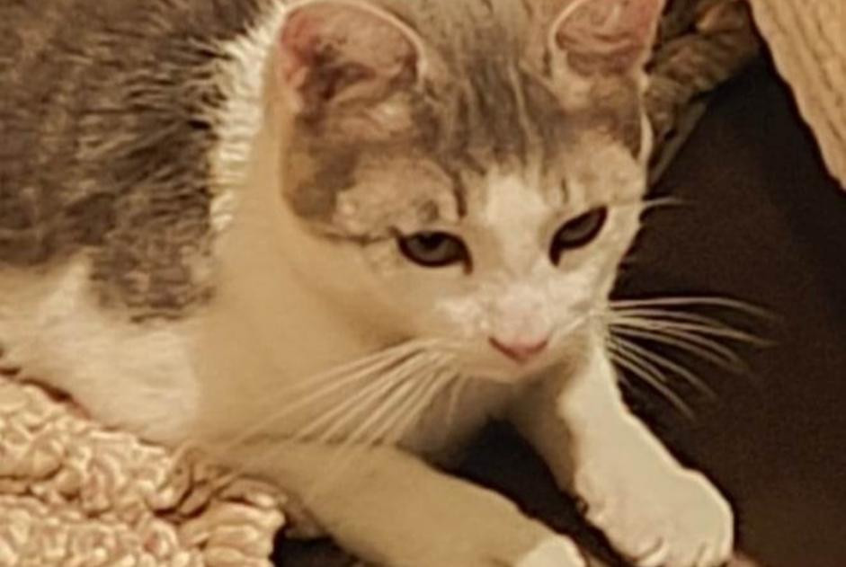 Discovery alert Cat Male Agde France