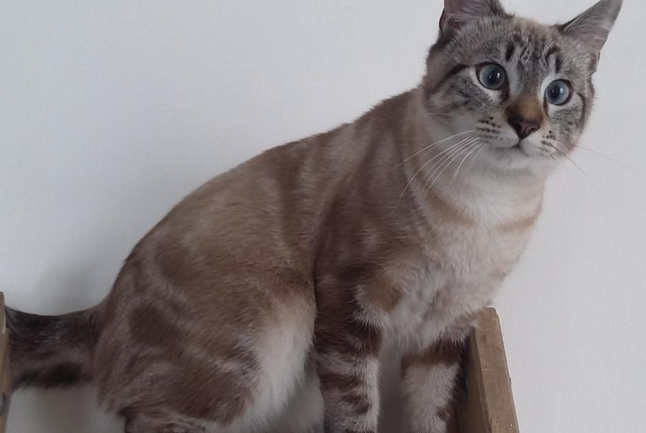 Disappearance alert Cat Male , 4 years Argelliers France