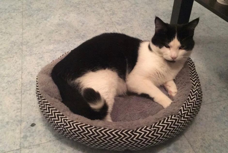 Disappearance alert Cat miscegenation  Male , 24 years Montpellier France