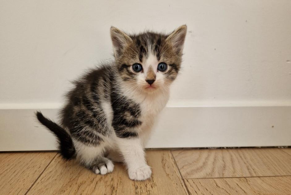 Disappearance alert Cat miscegenation  Male , 0 years Saint-Aunès France