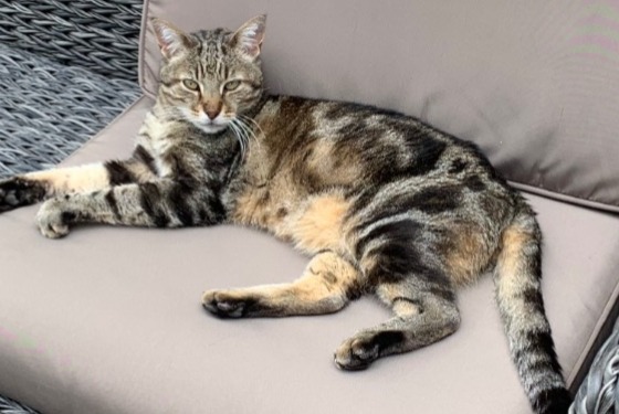 Disappearance alert Cat Male , 13 years Laroque France
