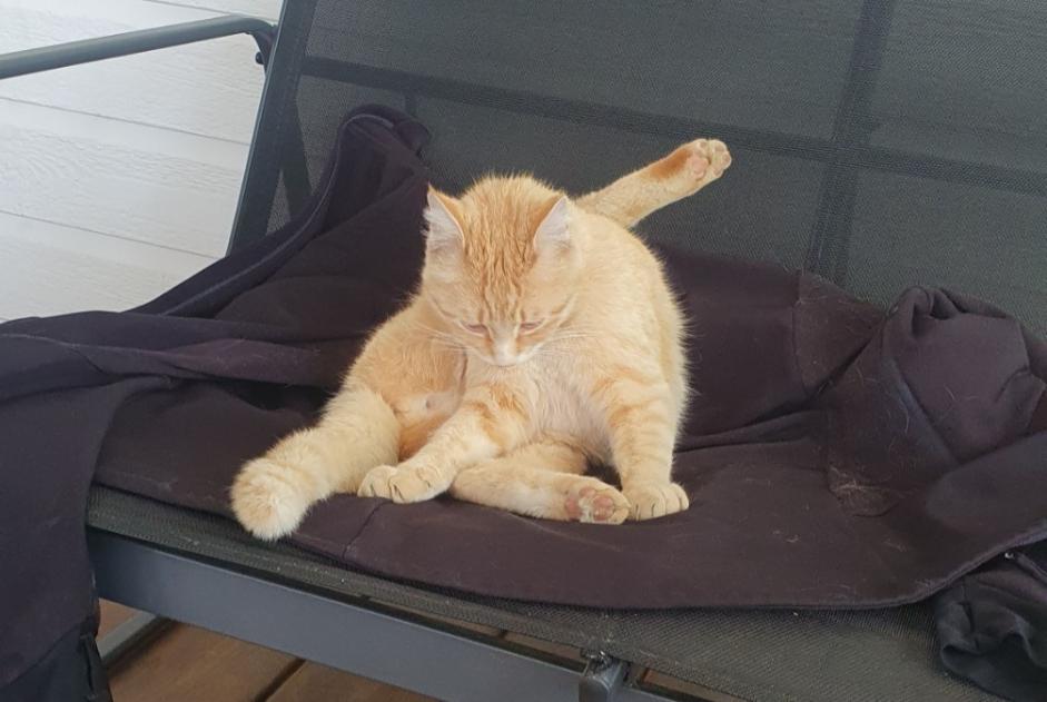 Discovery alert Cat Male Brissac France