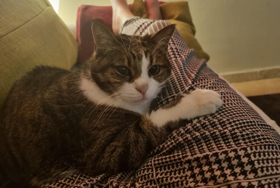 Disappearance alert Cat  Female , 15 years Béziers France