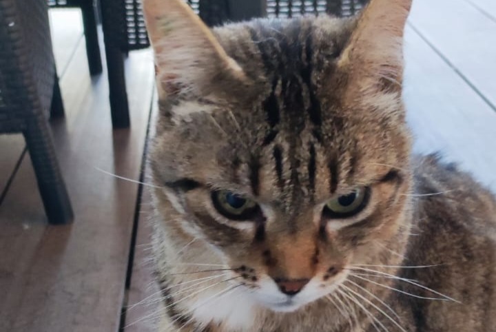 Disappearance alert Cat miscegenation  Male , 12 years Sérignan France
