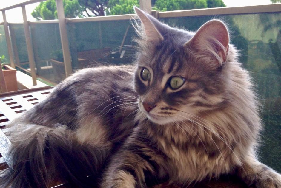 Disappearance alert Cat Male , 13 years Mourèze France