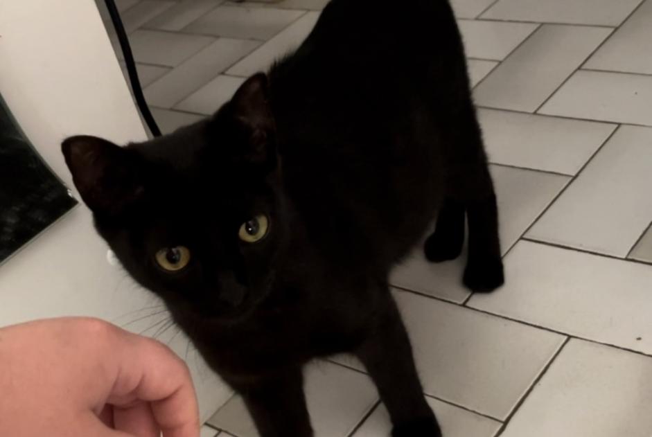 Discovery alert Cat Female Montpellier France
