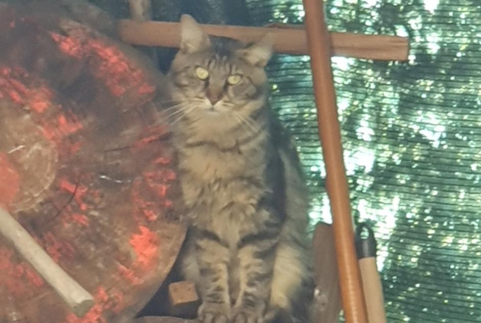 Discovery alert Cat miscegenation  Unknown Montpellier France