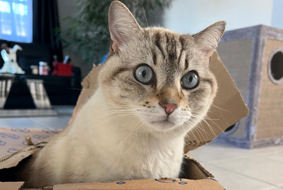 Disappearance alert Cat Male , 8 years Lansargues France