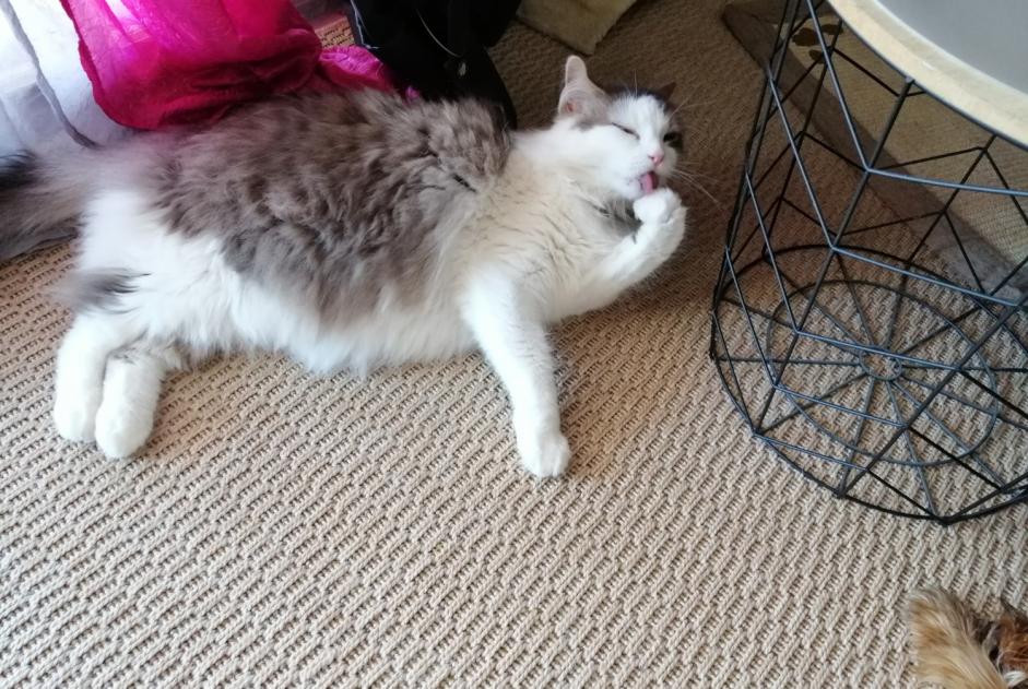 Disappearance alert Cat Female , 7 years Cazilhac France
