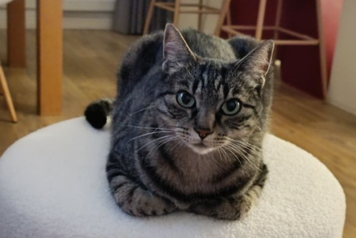 Disappearance alert Cat miscegenation  Male , 4 years Poussan France