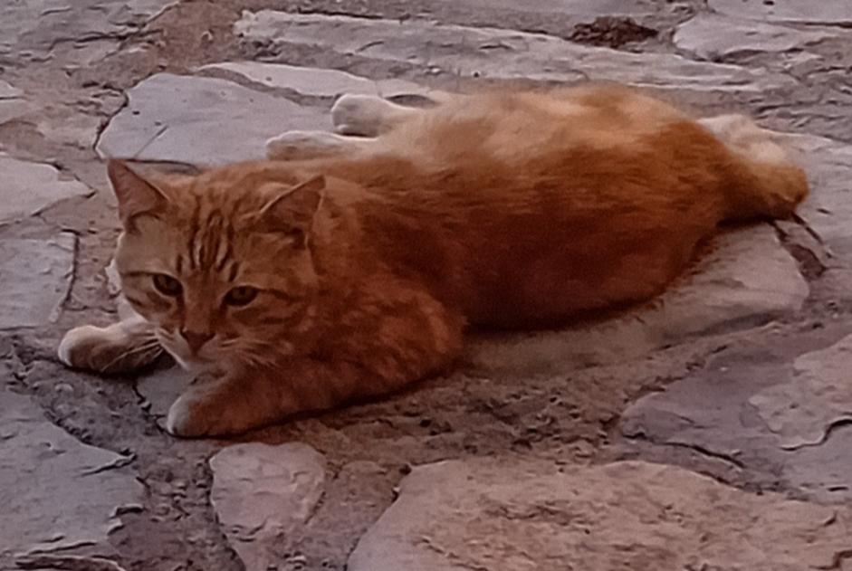 Discovery alert Cat  Male , 7 years Agde France