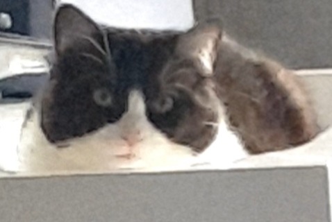 Disappearance alert Cat miscegenation  Male , 1 years Béziers France