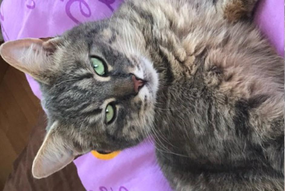 Disappearance alert Cat Female , 5 years Gabian France