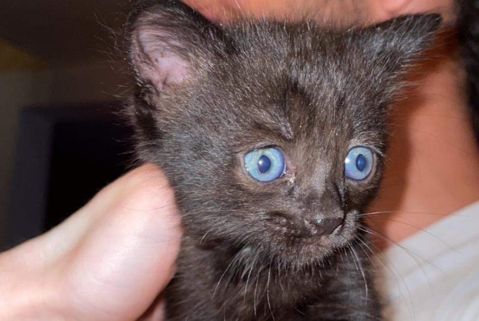 Discovery alert Cat Female Vailhauquès France