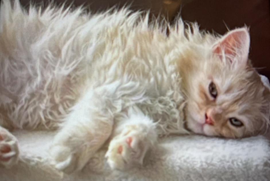 Disappearance alert Cat  Male , 1 years Sète France