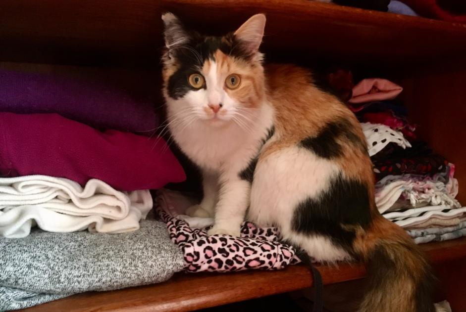 Disappearance alert Cat miscegenation  Female , 0 years Saint-Clément-de-Rivière France