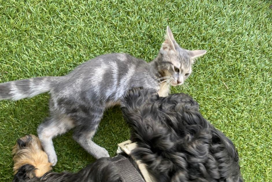 Disappearance alert Cat Male , 0 years La Grande-Motte France
