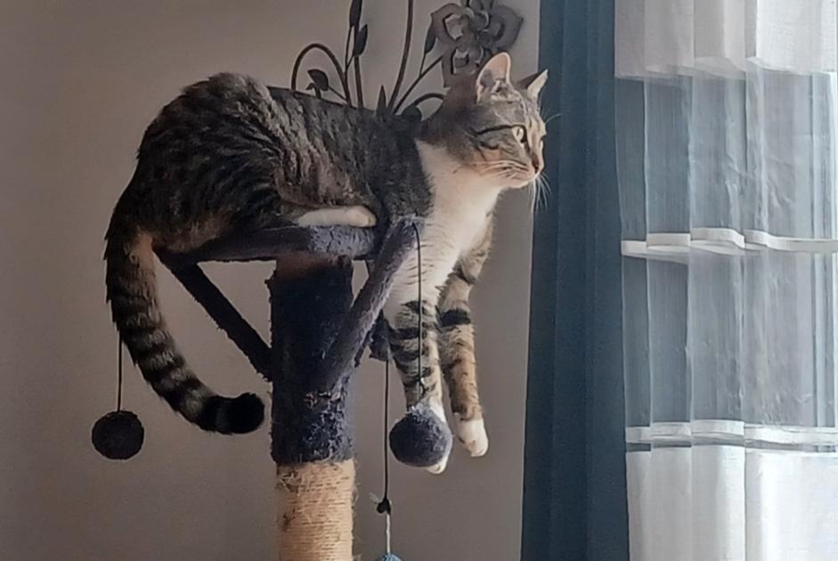 Disappearance alert Cat  Female , 2 years Montpellier France