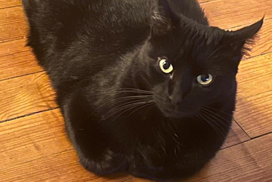 Disappearance alert Cat Male , 4 years Paulhan France