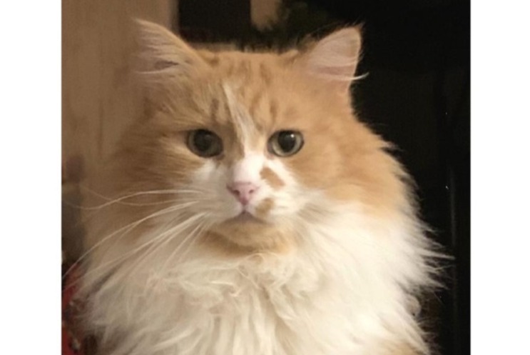 Disappearance alert Cat miscegenation  Male , 7 years La Boissiere France