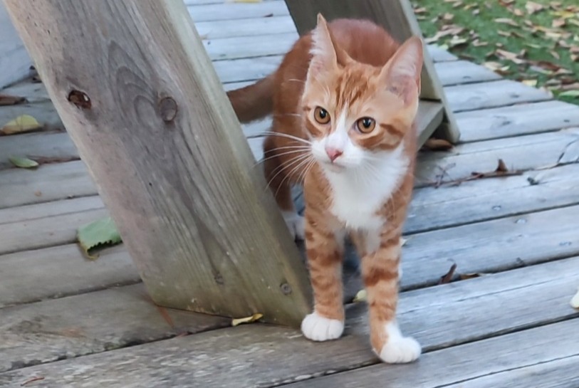 Discovery alert Cat Male Sète France