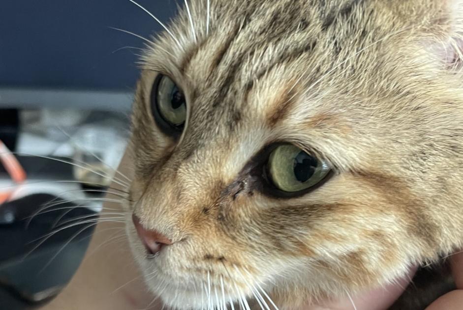 Discovery alert Cat miscegenation  Female Montpellier France
