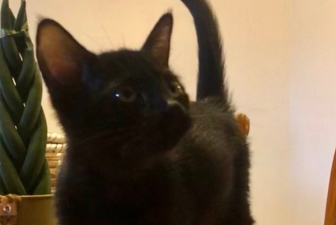 Discovery alert Cat Female Cazilhac France