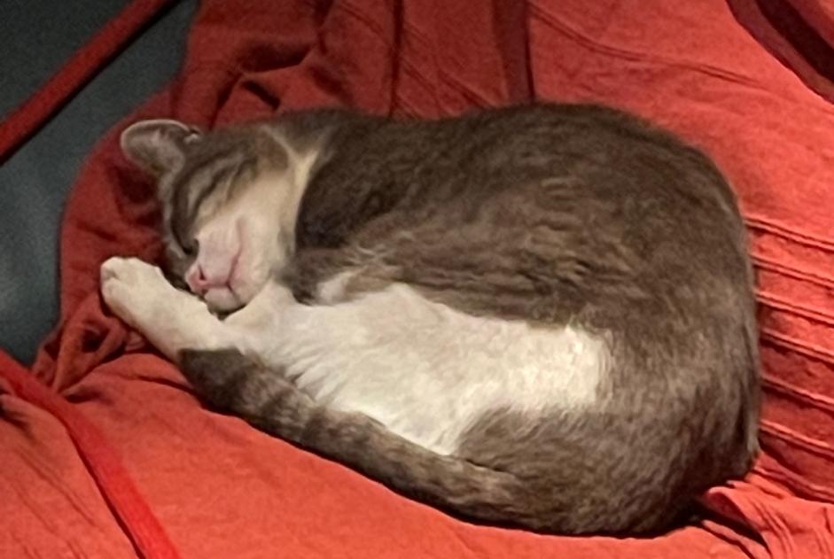 Disappearance alert Cat miscegenation  Female , 2 years Adissan France