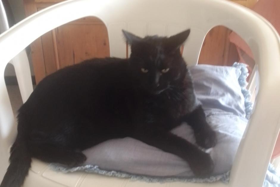 Discovery alert Cat Female Mauguio France