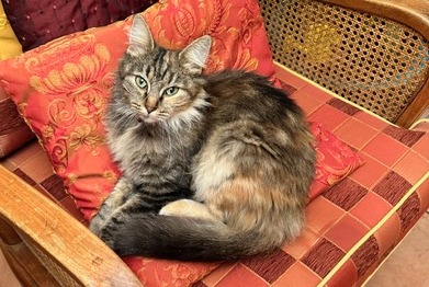 Discovery alert Cat miscegenation Unknown , 2023 years Beziers France Discovery alert Cat miscegenation Unknown , 2023 years Beziers France