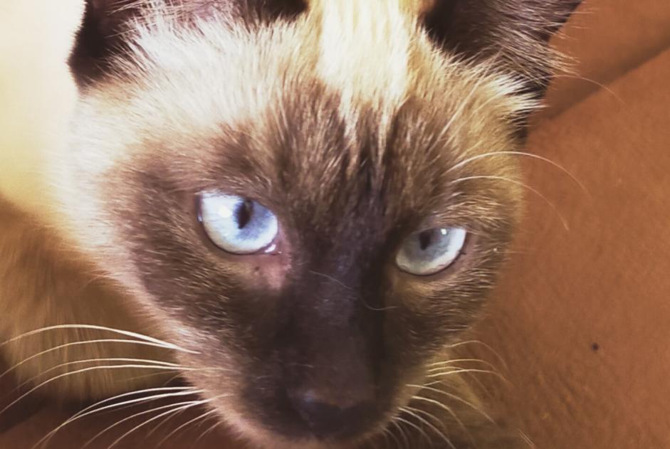 Discovery alert Cat Female Nissan-lez-Enserune France Discovery alert Cat Female Nissan-lez-Enserune France
