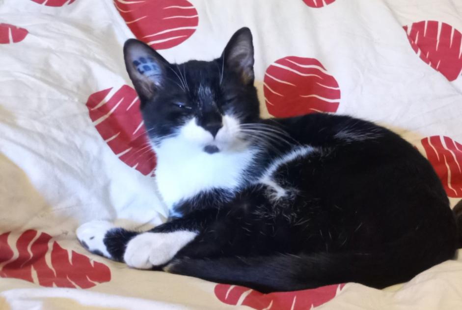 Disappearance alert Cat Male , 3 years Courniou France Disappearance alert Cat Male , 3 years Courniou France