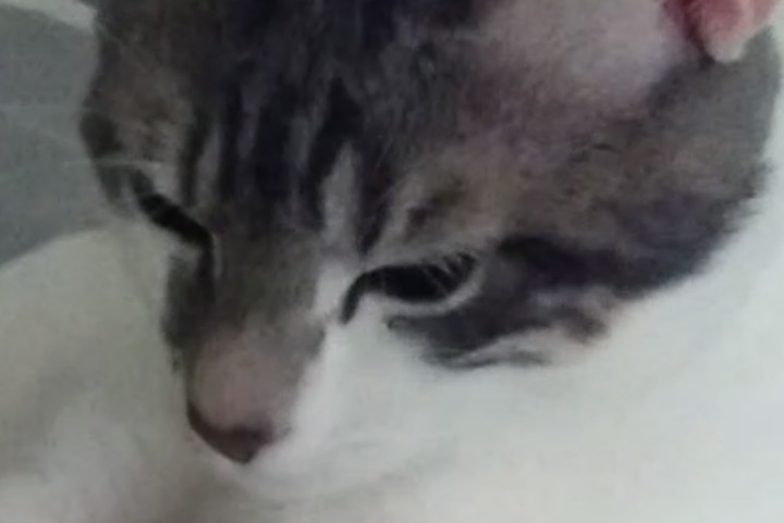 Disappearance alert Cat Male , 0 years Castelnau-le-Lez France Disappearance alert Cat Male , 0 years Castelnau-le-Lez France