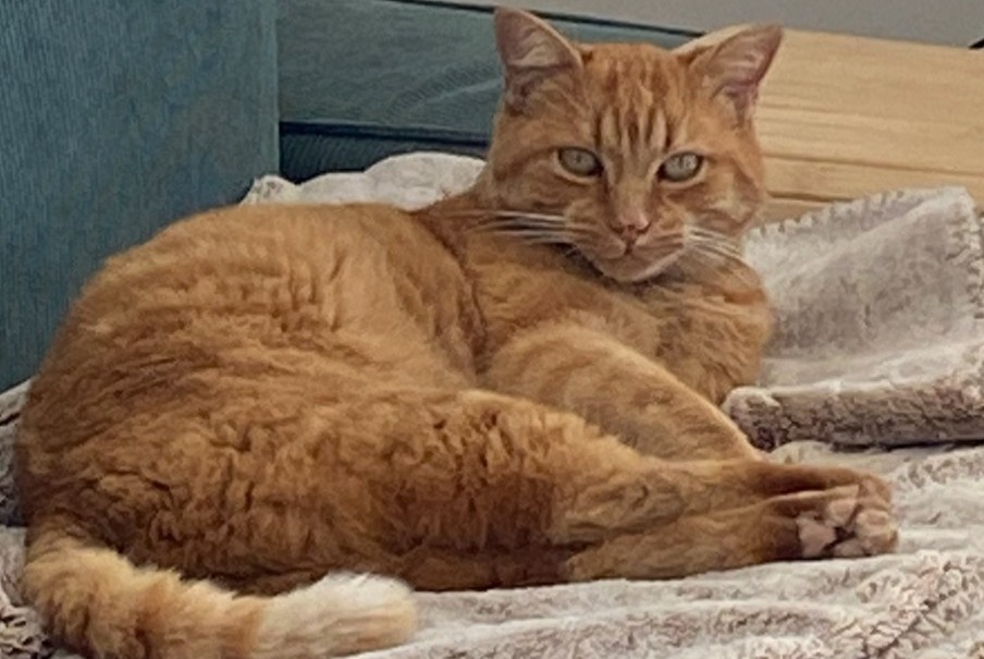 Discovery alert Cat Unknown Montpellier France Discovery alert Cat Unknown Montpellier France