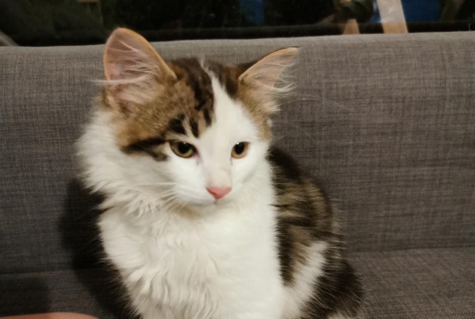 Discovery alert Cat Unknown Montpellier France Discovery alert Cat Unknown Montpellier France