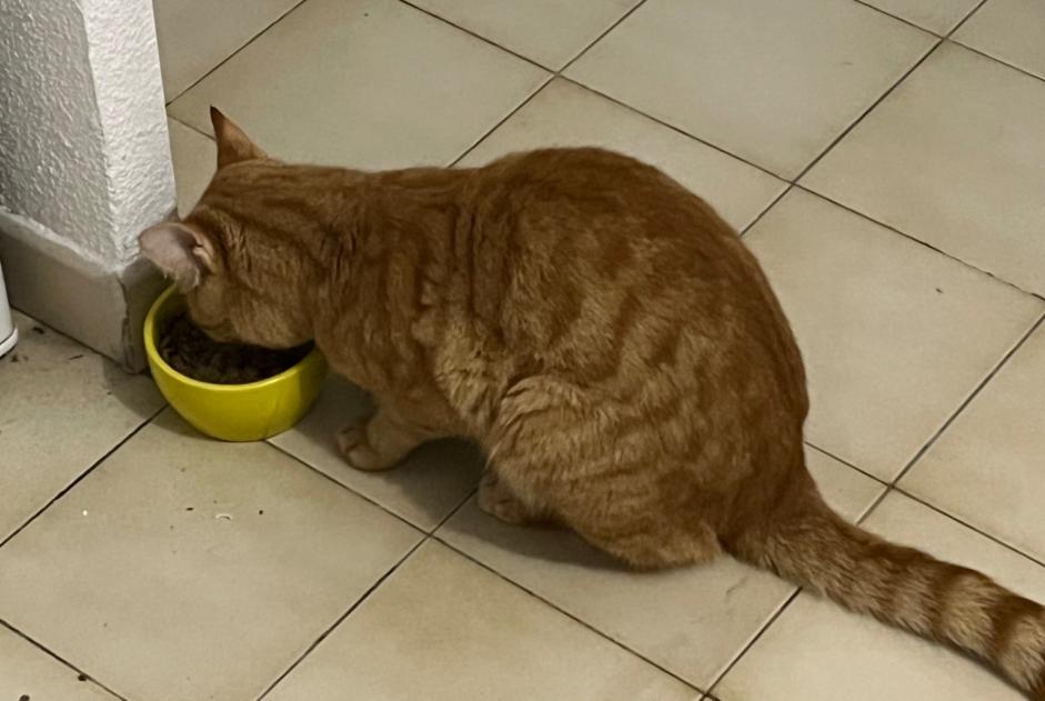 Discovery alert Cat Unknown , 1 year Montpellier France Discovery alert Cat Unknown , 1 year Montpellier France
