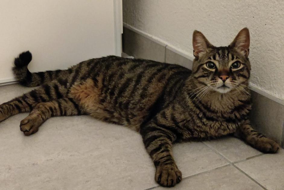 Disappearance alert Cat Male , 5 years Castelnau-le-Lez France Disappearance alert Cat Male , 5 years Castelnau-le-Lez France