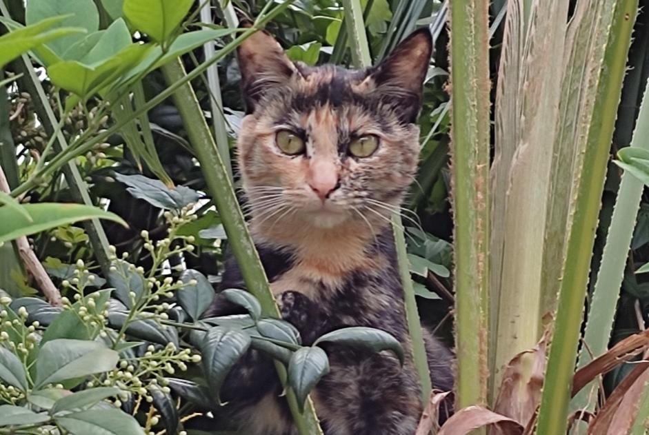 Disappearance alert Cat Female , 2 years Mèze France