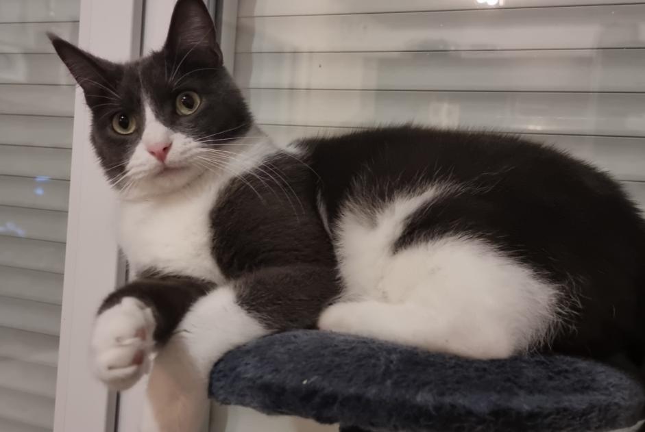 Disappearance alert Cat Male , 3 years Montpellier France