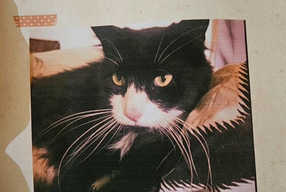 Disappearance alert Cat Female , 4 years Montpellier France