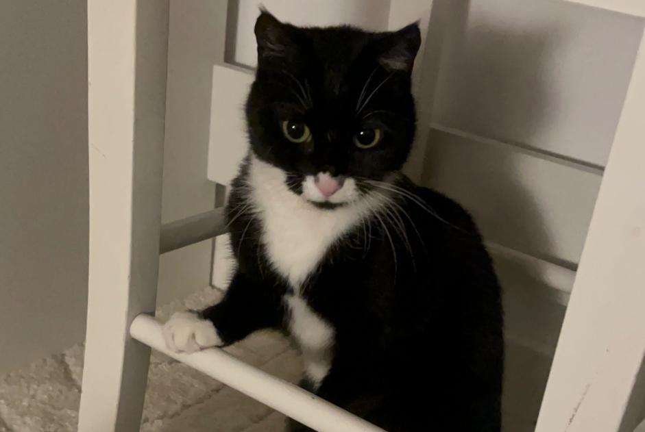 Disappearance alert Cat Female , 10 years Saint-Paul-et-Valmalle France