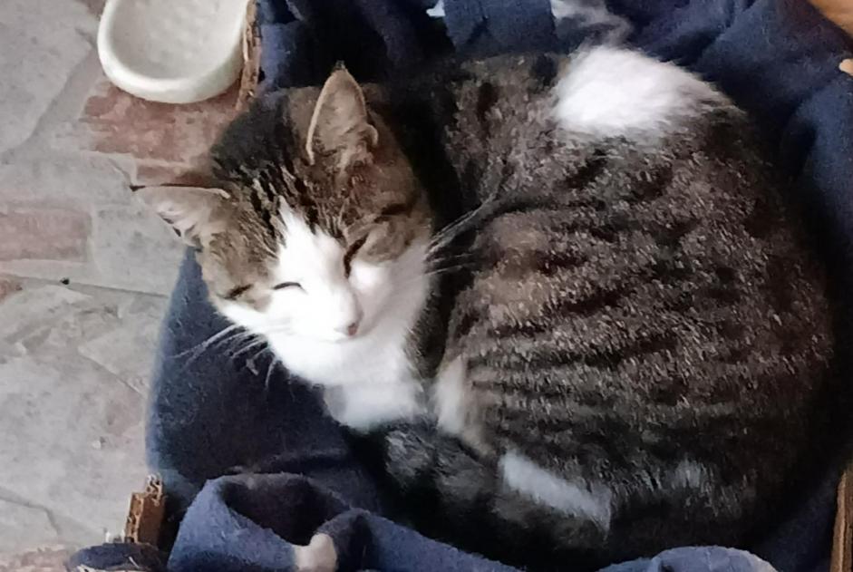 Alerta de Hallazgo Gato Hembra Lunel Francia