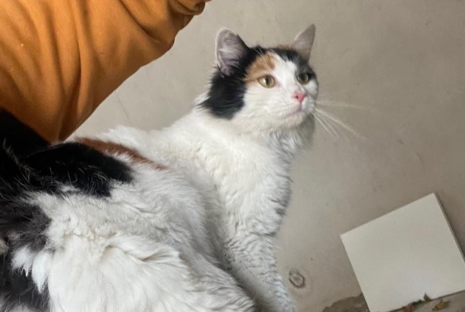 Alerta de Hallazgo Gato Hembra Sérignan Francia