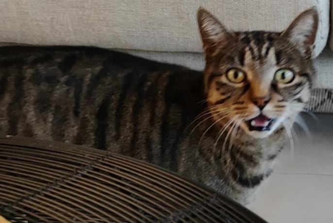 Alerta de Desaparición Gato Hembra , 14 años Mauguio Francia