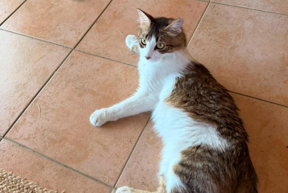 Alerta de Hallazgo Gato cruce  Macho Montpellier Francia