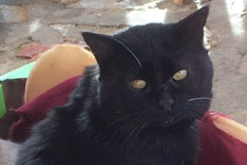Alerte Disparition Chat Mâle , 4 ans Clermont-l'Hérault France Alerte Disparition Chat Mâle , 4 ans Clermont-l'Hérault France